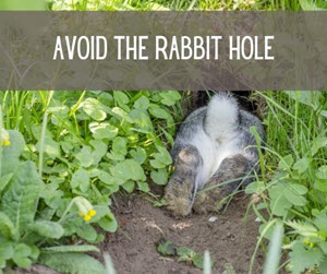 rabbit going down a hole